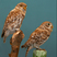 Little Owl